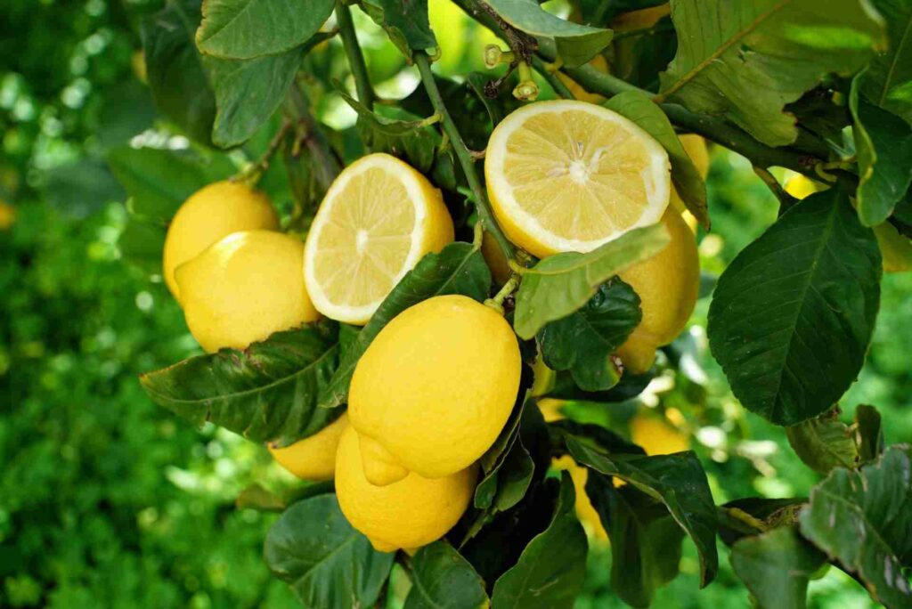 Limoni di Sicilia da tavola