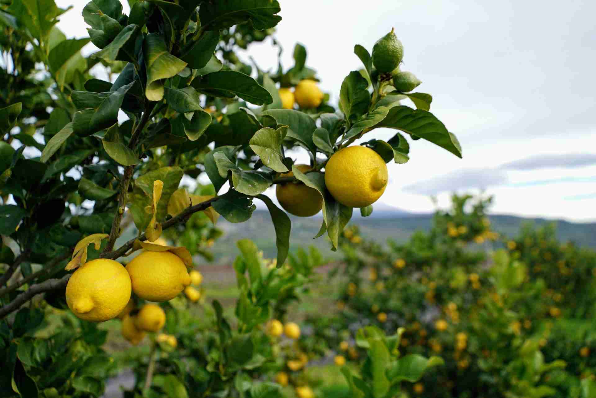 Limoni freschi immagine stock. Immagine di spremuta, agrume - 25394257