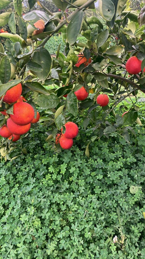 Albero di Arance Tarocco Lempso da Tavola, coltivate in Sicilia